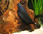 Siyah Hayalet Bıçak Balığı