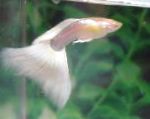 Guppy characteristics and care