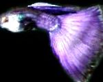 kuva Miljoonakala, Poecilia reticulata, Violetti
