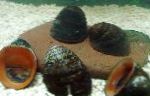 Photo Freshwater Clam Red Lips Snail, Nerritina sp., brown