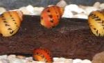 Red Spotted Snail