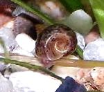 სურათი წყლის მოლუსკები Ramshorn Snail, Planorbis corneus, ყავისფერი