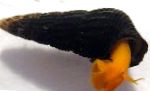 фота Пресноводные Малюскі Тиломелания (Слімак-Трусік), Tylomelania towutensis, чырвоны