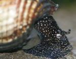 фотографија Слатководна Шкољка Rabbit Snail Tylomelania, Tylomelania towutensis, беж