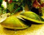Foto Saldūdens Gliemežu Saldūdens Gliemežu, Corbicula fluminea, zaļš
