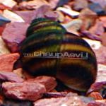 Japanese Trapdoor Snail (აუზის)