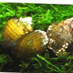 фотографија Слатководна Шкољка Hairly Snail, Thiara cancellata, жут