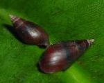 zdjęcie Małży Słodkowodnych Melanopsis Praemorsa, brązowy