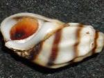 Fil Sötvatten Mussla Melanopsis Costata, Melanopsis-costata, randig