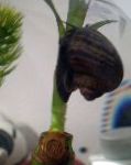 фотографија Слатководна Шкољка Mystery Snail, Apple Snail, Pomacea bridgesii, црн
