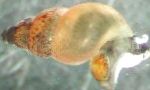 Photo Freshwater Clam New Zealand Mud Snail, Potamopyrgus antipodarum, beige
