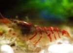 Red Tiger Shrimp
