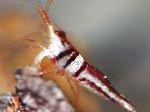 Harlequin Krevetės