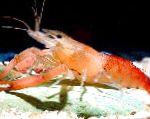 fotografie Acvariu Crustacee de Apă Dulce Macrobrachium crevetă, roșu