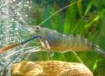 Photo Aquarium Freshwater Crustaceans Macrobrachium shrimp, blue