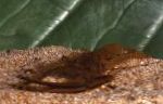 Foto Akvarium Ferskvand Krebsdyr Macrobrachium rejer, brun