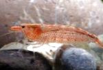照 水族馆 淡水甲壳动物  虾, Potimirim americana, 红