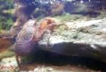 Foto Akvaarium Magevees Elavad Koorikloomad Prussaka Jõevähi krabi, Aegla platensis, pruun