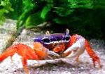 Pacific მიწის Crab, Rainbow Crab