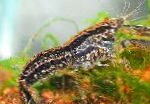 fotografija Akvarij Sladkovodni Raki Cambarellus Texanus raki, črna