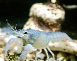 Photo Aquarium Freshwater Crustaceans Procambarus Cubensis crayfish, blue