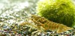 Foto Akvaarium Magevees Elavad Koorikloomad Must Laiguline Jõevähi, Procambarus enoplosternum, pruun