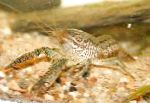 Photo Aquarium Crústaigh Fionnuisce Procambarus Vasquezae gliomach, donn