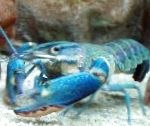 Red Claw Cray (Blaue Hummer)
