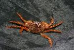 Crabe Panthère