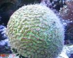 Foto Akvaarium Goniastrea, roheline