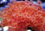 fotografija Akvarij Vaza Coral, Goniopora, rdeča