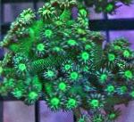фотографија Акваријум Flowerpot Coral, Goniopora, зелена