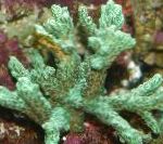 Rog Koral (Kosmate Coral)