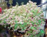 Hammer Koralle (Coral Brenner, Froschlaich Korallen)