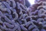fotoğraf Akvaryum Çekiç Mercan (Meşale Mercan, Mercan Frogspawn), Euphyllia, kahverengi