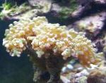 Foto Aquarium Hammer Koralle (Coral Brenner, Froschlaich Korallen), Euphyllia, gelb