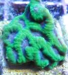 Ananassi Korallid (Moon Korall)