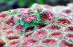 Foto Aquarium Ananas Koralle (Coral Mond), Favites, bunt
