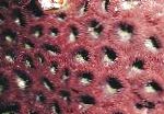 fotografija Akvarij Ananas Koral (Luna Coral), Favites, rjava