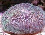 Piastra Di Corallo (Corallo Fungo)