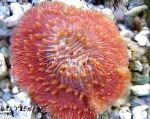 Photo Aquarium Plate Coral (Mushroom Coral), Fungia, red