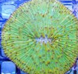 фотографија Акваријум Plate Coral (Mushroom Coral), Fungia, зелена