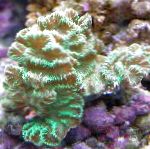 Merulina Korallen