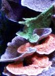 фотографија Акваријум Montipora Colored Coral, розе