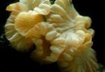 Photo Aquarium Fox Coral (Ridge Coral, Jasmine Coral), Nemenzophyllia turbida, yellow
