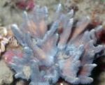 Nuotrauka Akvariumas Spygliuotas Taurė, Pectinia, pilkas