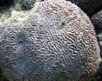 Fil Akvarium Platygyra Korall, grå