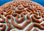 Foto Akvarium Platygyra Coral, brun