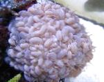 Bubble Coral značilnosti in nega