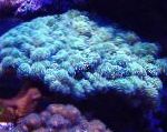 Foto Acuario Coliflor Coral, Pocillopora, azul claro